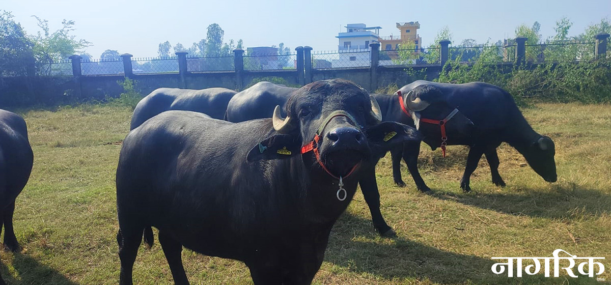 मुर्रा राँगाबाट वीर्य सङ्कलन गरी वितरण सुरु