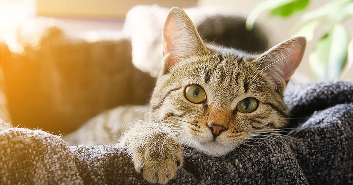 पाकिस्तानी संसदको सुरक्षामा बिरालोलाई खटाइँदै