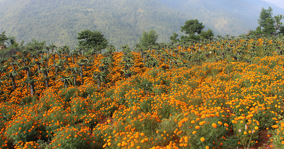 ड्रागन फ्रुटसँगै सयपत्री फूलको खेती