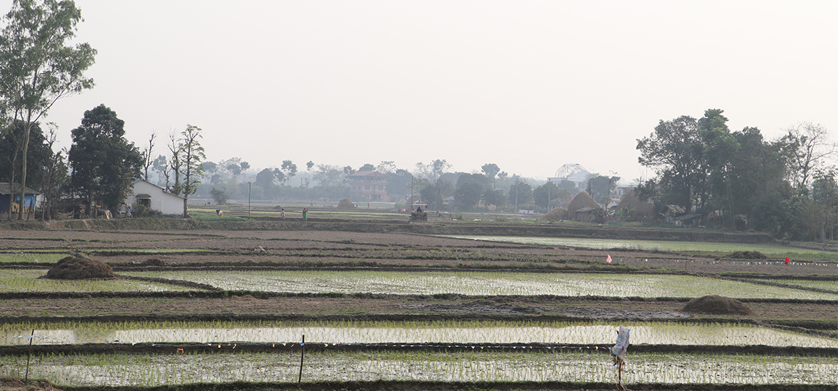 नवलपरासीका किसान चैते धान रोप्न व्यस्त