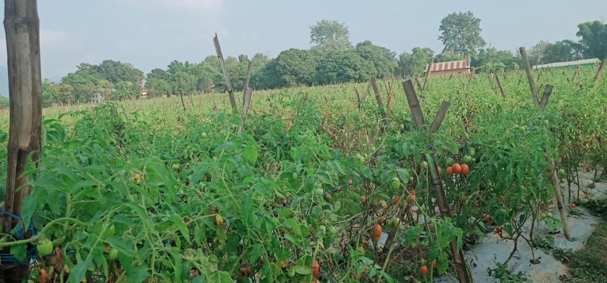 आफ्नै माटोमा फल्छ सुन, गोलभेँडा बेचेर १२ लाख कमाउने भिमकान्त