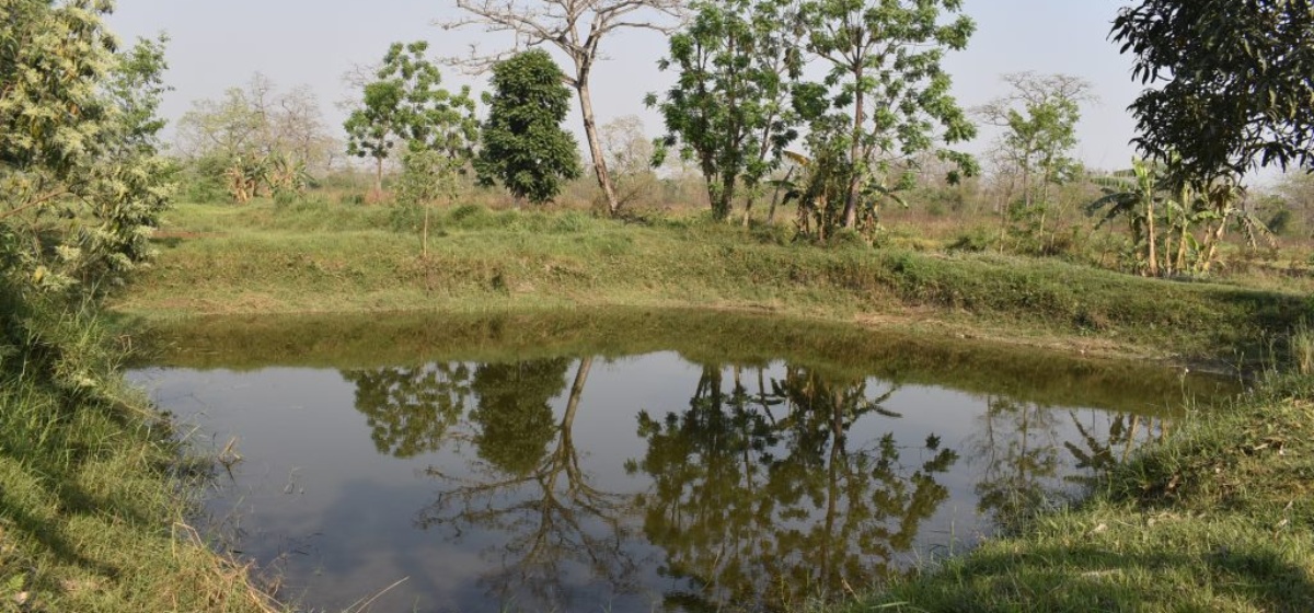 बालीनाली जोगाउन गाह्रो भएपछि नवलपुरका किसानले रोजे माछापालन