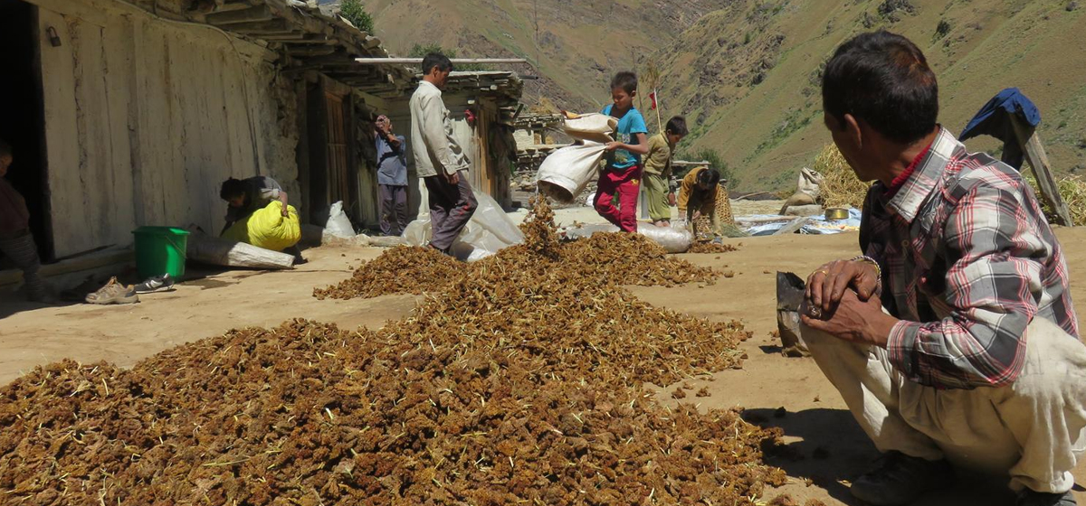 सङ्कटमा रैथाने स्रोत, बीउ जोगाउँदै बैङ्क