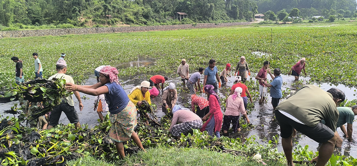 टरुवा ताल संरक्षणका लागि जलकुम्भी हटाइँदै