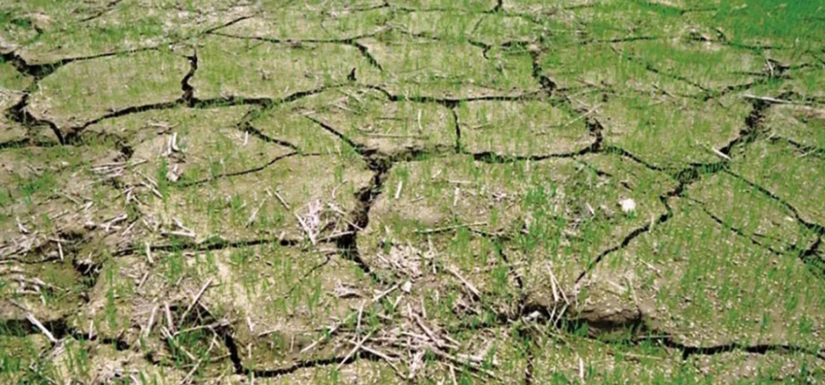 लगातारको वर्षाले तराईका किसानमा रोपो जाग्ने आश