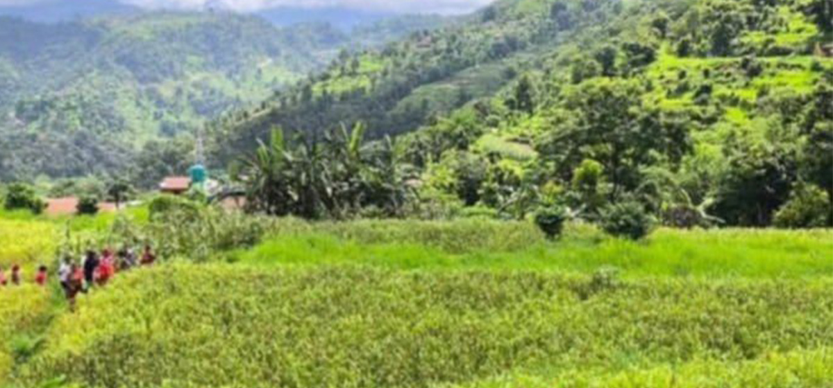 बाँदरको समस्याको विकल्पमा कागुनोखेती