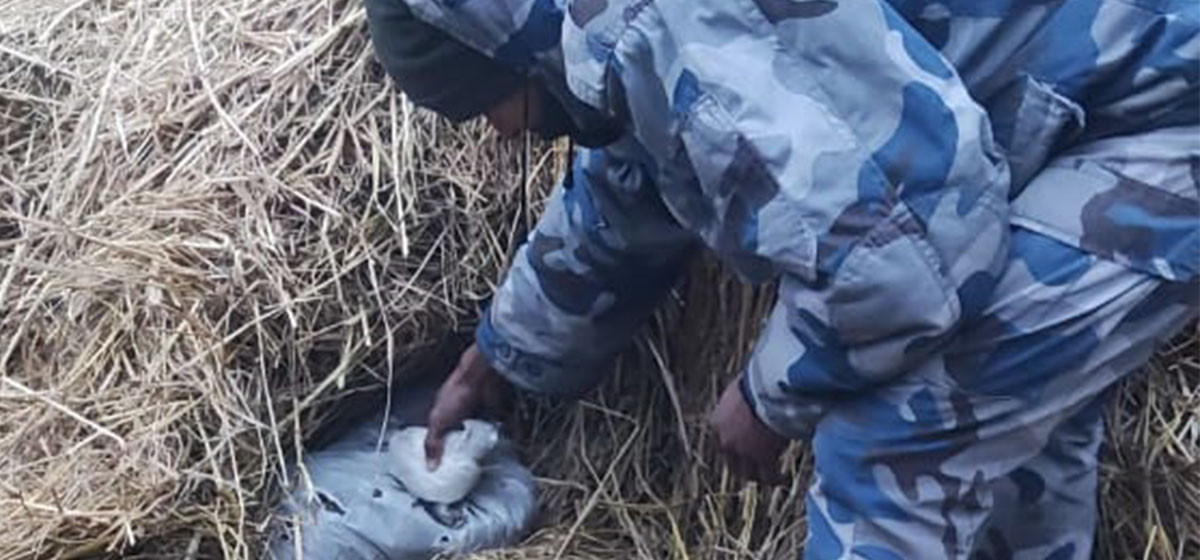 सिरहामा ठूलो परिमाणको गाँजासहित नौ जना पक्राउ - nagariknews.nagariknetwork.com