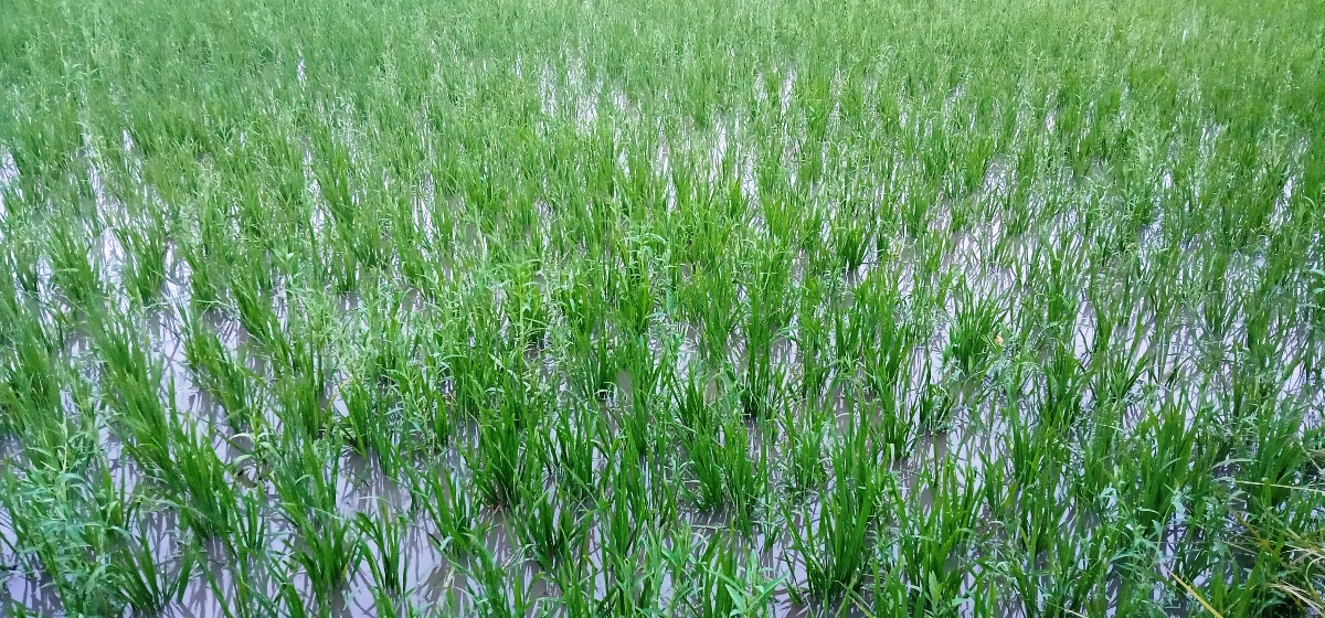वर्षाले कपिलवस्तुका कृषकमा छायो खुसीको लहर, भन्छन्- हाम्रो लागि अमृत वर्षा भयो