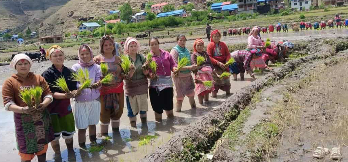 कर्णालीका तीन जिल्लामा शतप्रतिशत रोपाइँ