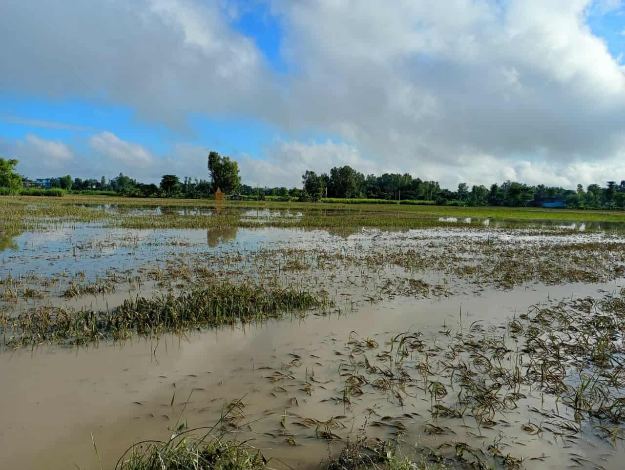 बाढी तथा डुबानबाट सप्तरीमा एक हजारभन्दा बढी मानिस प्रभावित