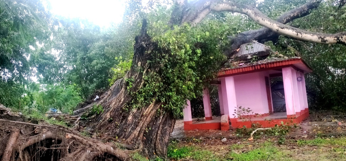 तीन सय वर्ष पुरानो पिपलको रुख ढल्दा मन्दिरमा क्षति