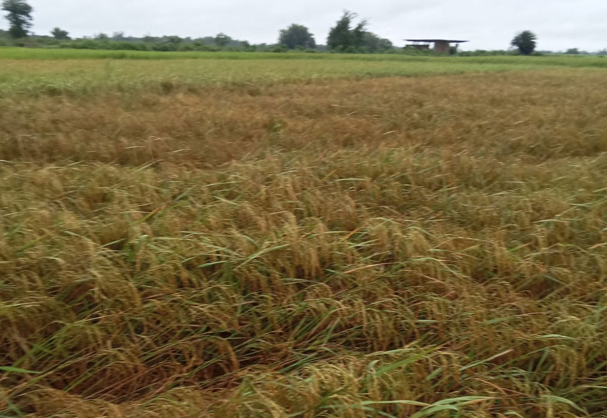 चितवनमा धान उत्पादन २१ हजार मेट्रिकटनले बढ्यो