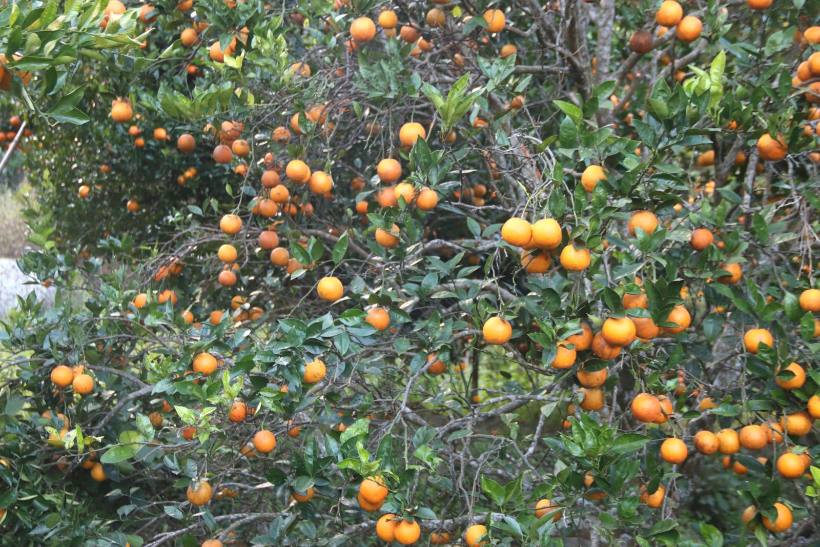 खोटाङमा तीन हजार ४१० मेट्रिकटन सुन्तला उत्पादन