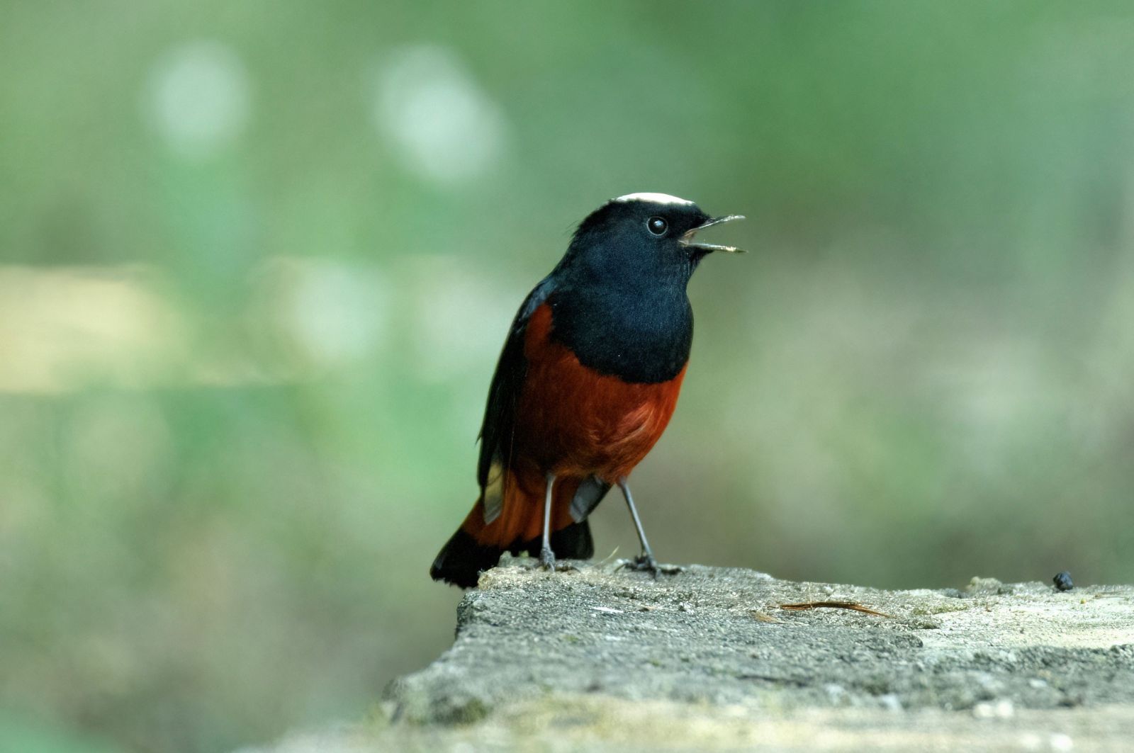 1766215934 c%20ppppp