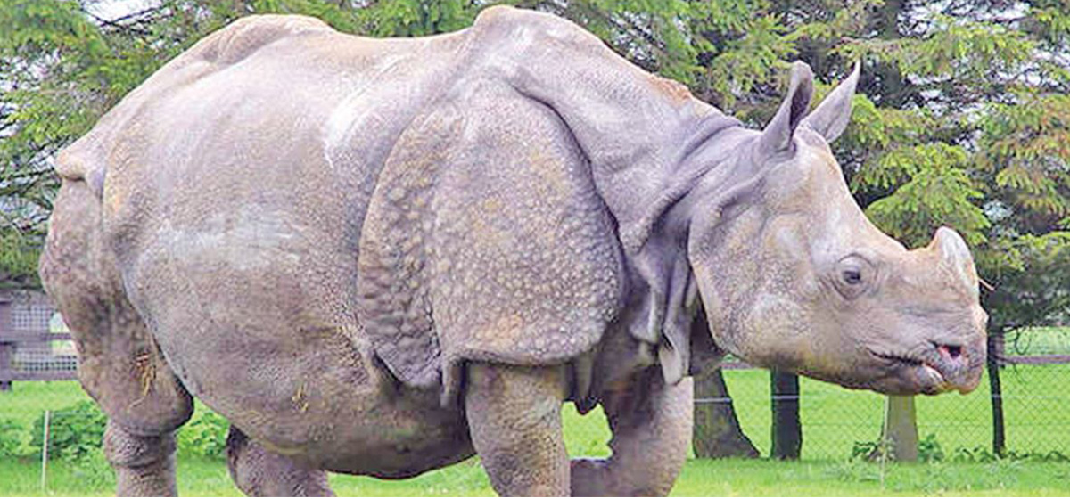 साउनयता नौ गैंडाले गुमाए ज्यान