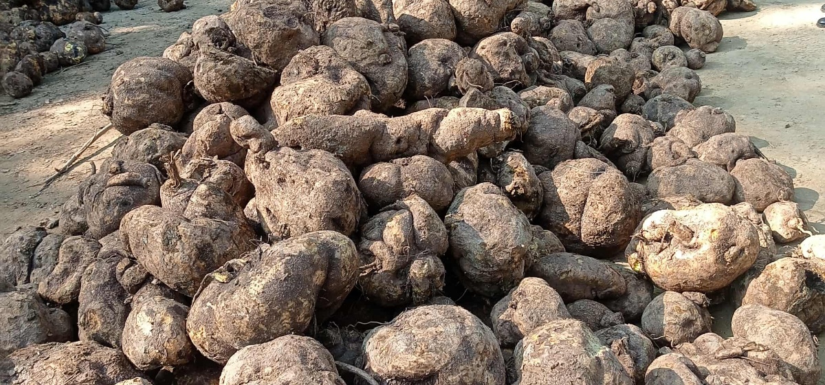 सुर्खेतमा ठुलो परिमाणको जडीबुटी बरामद, एक जना पक्राउ