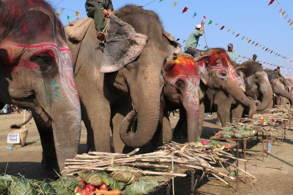 चितवन हात्ती महोत्सवका खेलहरू पुनर्विचार गर्न आह्वान