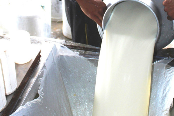 एउटै गाउँबाट दैनिक १७ सय लिटर दूध उत्पादन