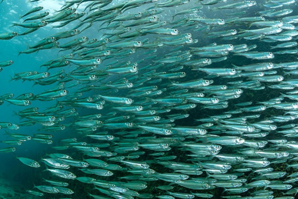 बेनीका किसानलाई माछाका भुरा वितरण