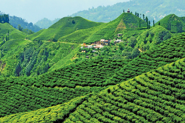 इलामका बगानमा चिया टिप्ने चटारो