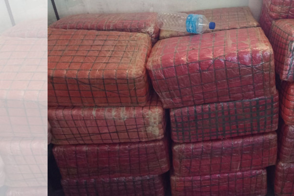 पाँच सय किलो गाँजासहित दश जना पक्राउ