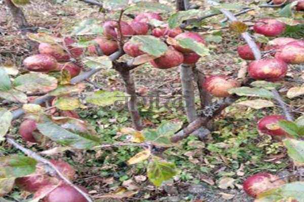 घुन्सा र फलेटारमा स्याउ फल्यो: व्यावसायिक खेतीको नयाँ सम्भावना उजागार