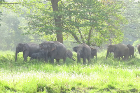 जंगली हात्ती पसेर उपद्रो मच्चाउँदा रातभर जाग्राम बस्न बाध्य गाउँले