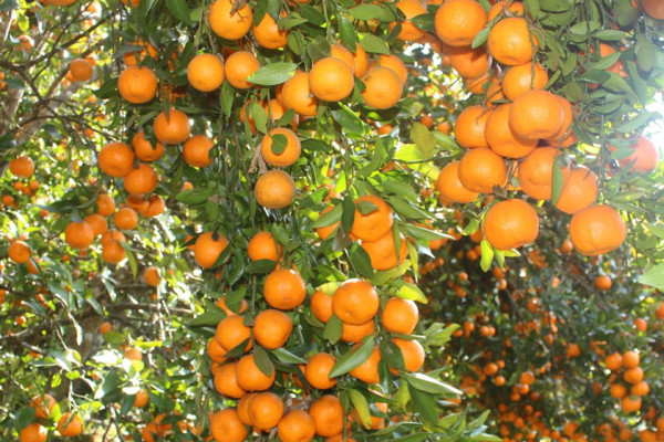 कोदो, मकै फल्ने बारीमा सुन्तला बगैँचा : यस वर्ष १५ लाखको बिक्री