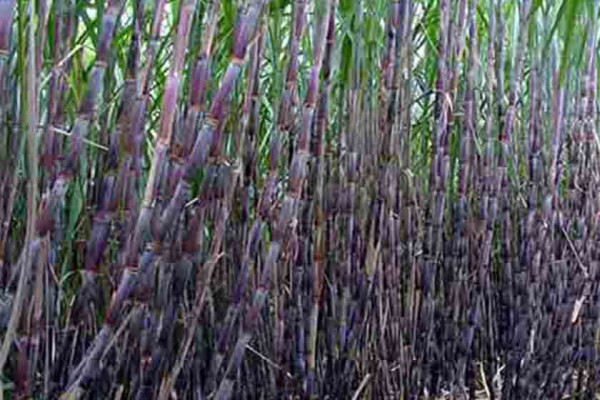 उखुको खरिद मूल्य तोक्ने तयारीमा सरकार