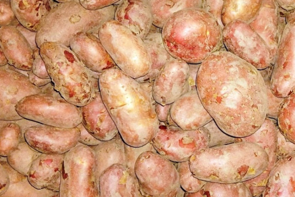 पकेट क्षेत्रमा आलु उत्पादन घट्यो