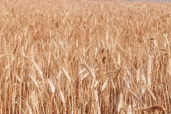 चितवनको गहुँमा नयाँ रोग