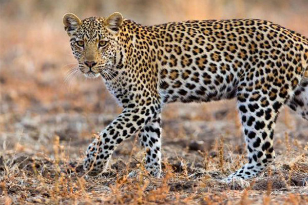 चितुवाको आक्रमणबाट एकको मृत्यु