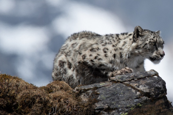 मुस्ताङका उच्च लेकमा हिउँ चितुवा अध्ययन गर्न ‘क्यामेरा ट्यापिङ’ गरिँदै