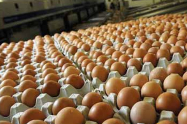 बाँकेका सीमावर्ती पसलमा अवैध भारतीय अण्डा फेला