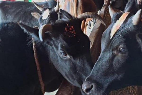 लुम्बिनी प्रदेशमा करिब १२ हजार सात सय छाडा चौपाया