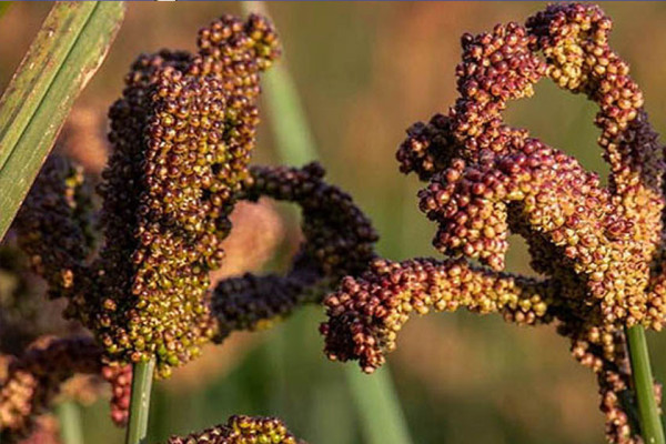 खेतीयोग्य बारी बाँझिदै गएपछि बागलुङमा कोदो उत्पादन घट्यो