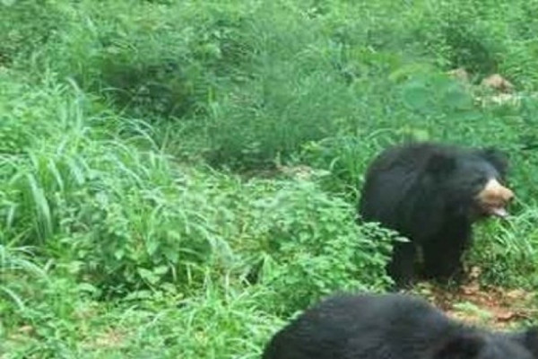 भालुको आक्रमणबाट दुई जना घाइते