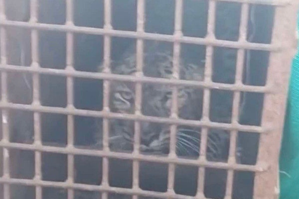 घाइते चितुवा मर्यो