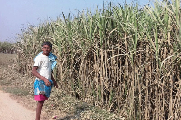 उखु किसानले प्रतिक्विन्टल ६९० रुपैयाँ पाउने