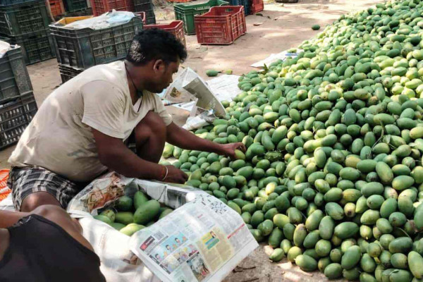 मधेस प्रदेशमा आँप उत्पादनमा वृद्धि हुने