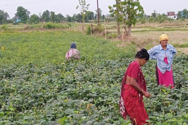 कृषिमा पकेट क्षेत्र तोकिएसँगै तिलोत्तमाका कृषक लाभान्वित