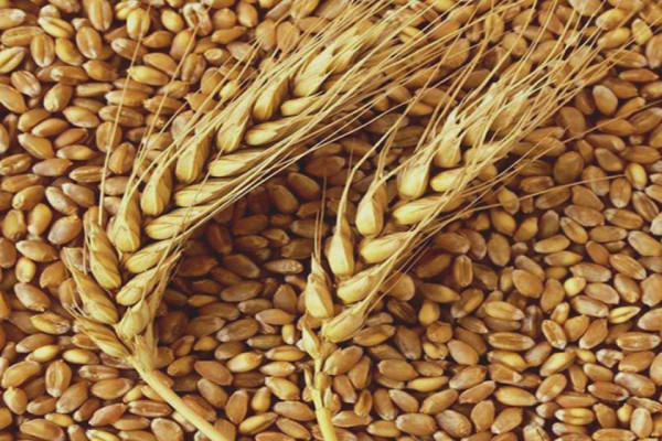 गहुँको समर्थन मूल्य तोक्ने प्रक्रिया सुरु