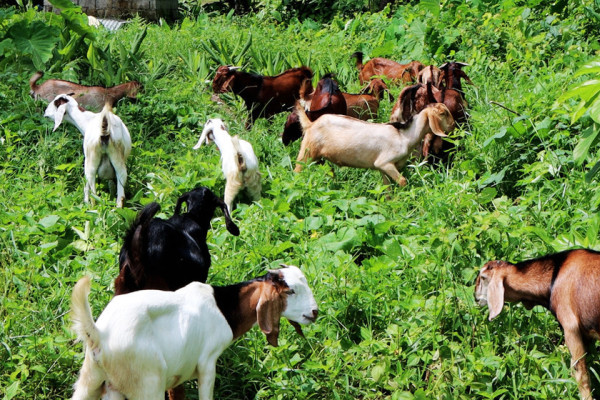 बाख्रामा ‘पिपीआर’ रोगको सङ्क्रमण पुष्टि