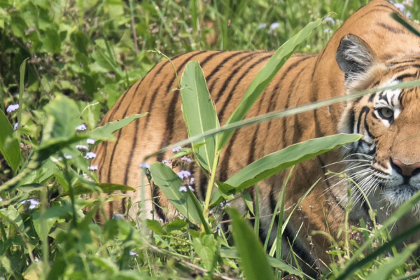 बाघले लियो ज्यान
