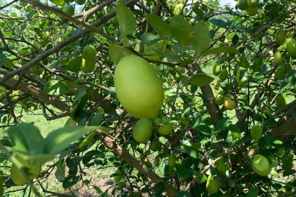 सस्तो भारतीय कागतीले विस्थापित स्वदेशी कागती, किसानको मेहनत चौपट