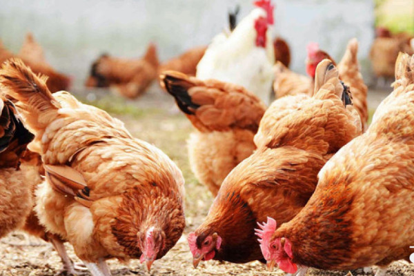 चितवनका आधा कुखुरामा ‘एनेमिया भाइरस’, अण्डा र मासुको मूल्य उक्लिने डर