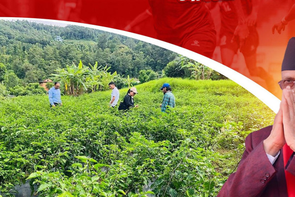 चक्लाबन्दी बनाएर पर्वत र बाग्लुङमा फलफूल खेती सुरु : प्रधानमन्त्री ओली