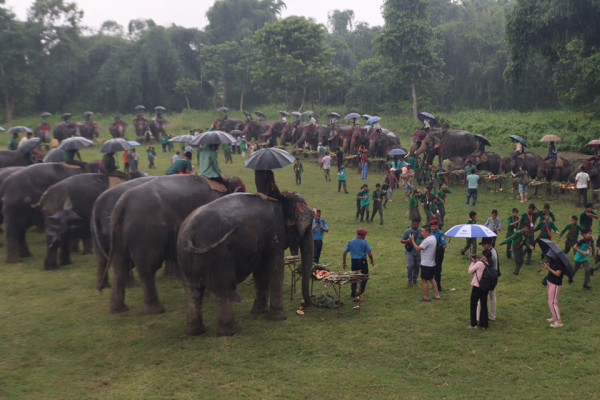 सौराहामा व्यवसायीलाई हात्ती पाल्नै मुस्किल, निजी हात्तीको संख्या ४३ मा सीमित
