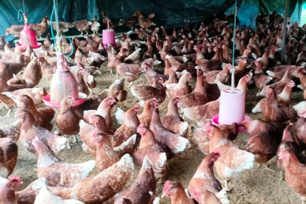 तनहुँमा ५९ हजार कुखुराको बिमा