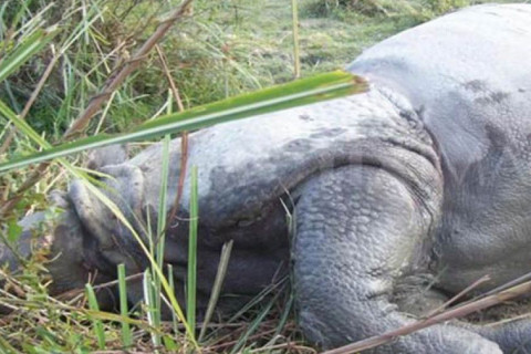 धापमा भासिएर गैँडाको मृत्यु